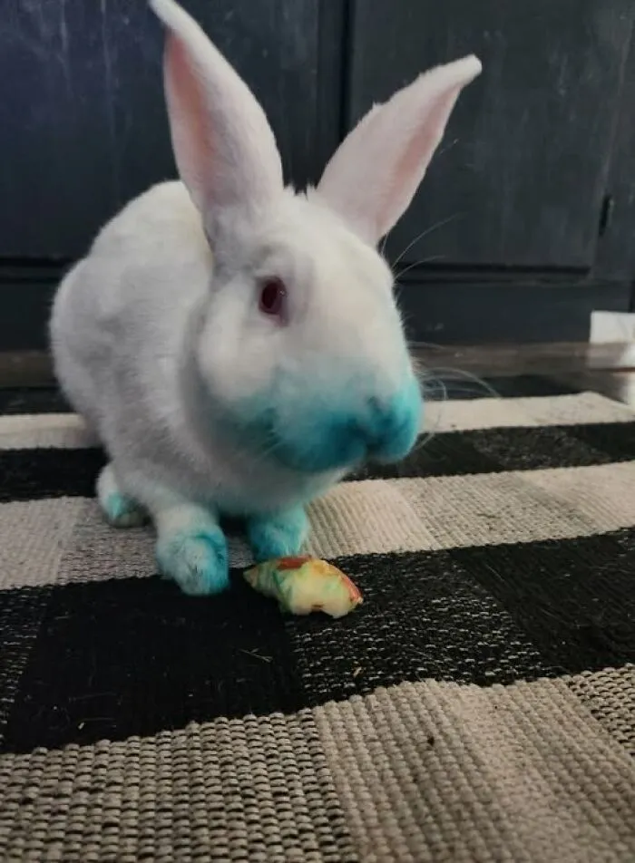 Buster Decided That He Needed A New Look. He Has Zero Regrets🤦🏼