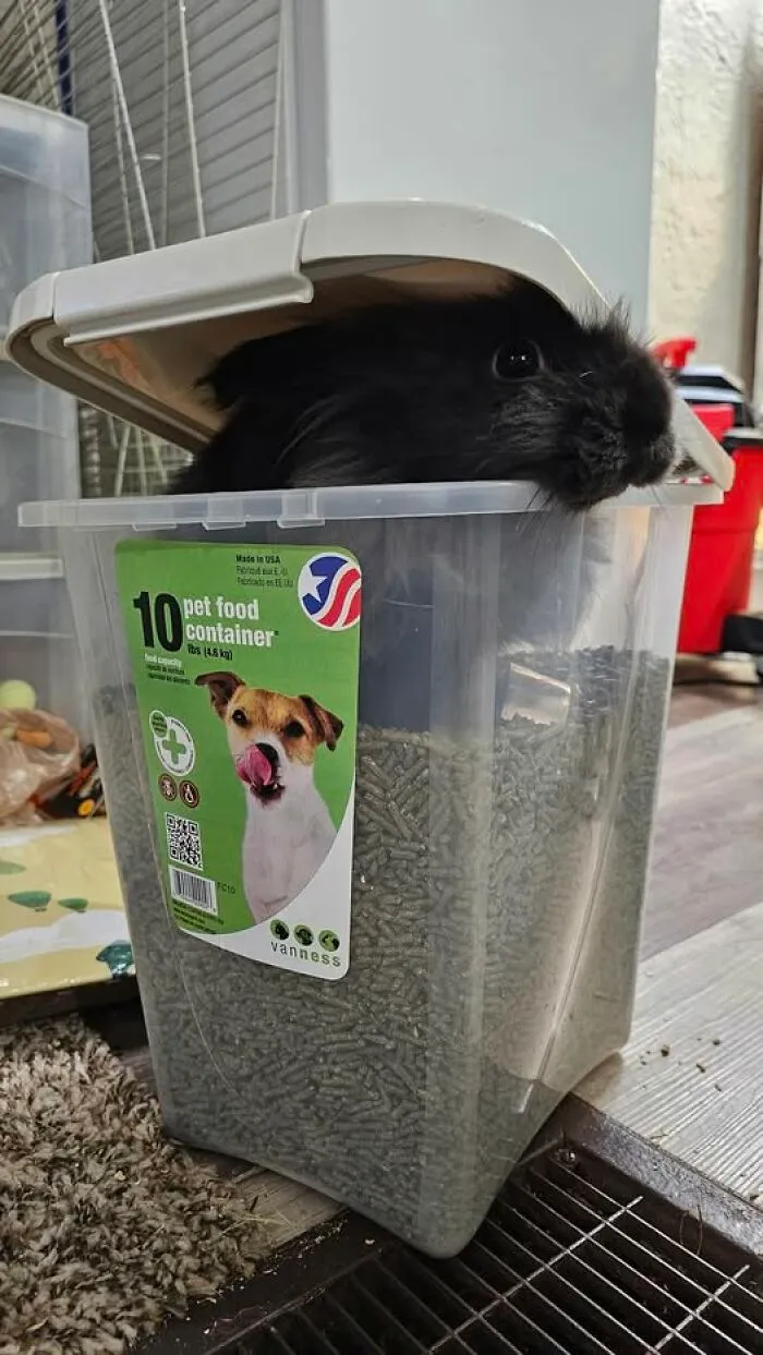 When 1st Dinner Is Not Enough, You Break Into The Pellets For Second Dinner