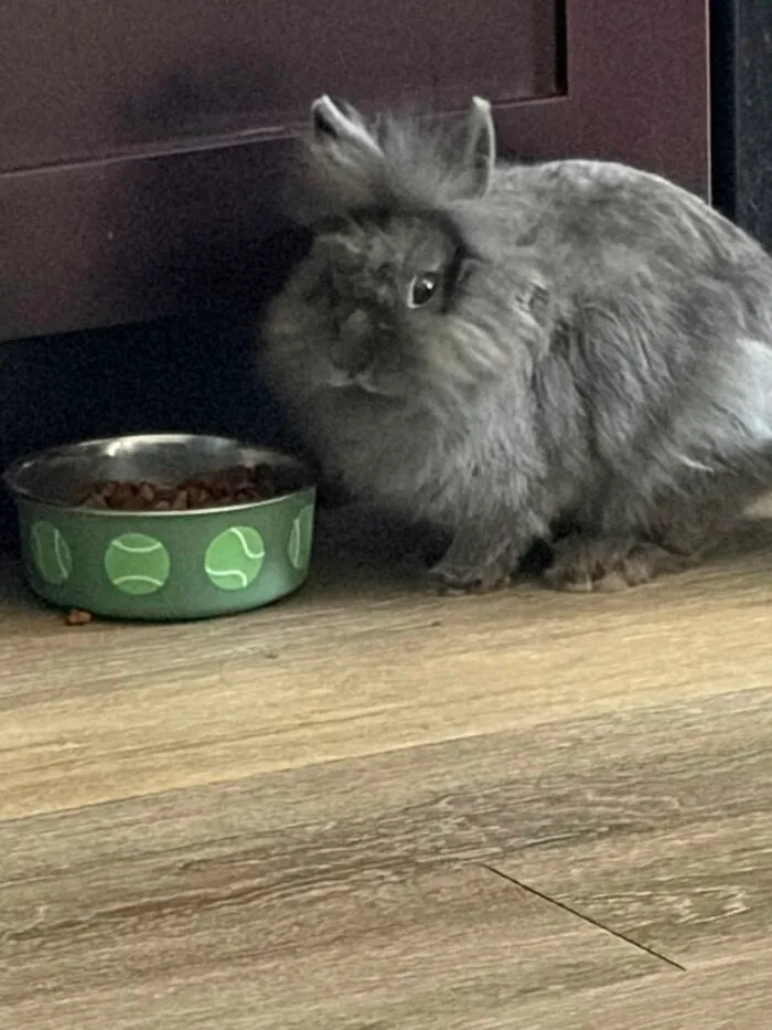 And Yes I Stole The Dogs Food What R U Going To Do About It Humans