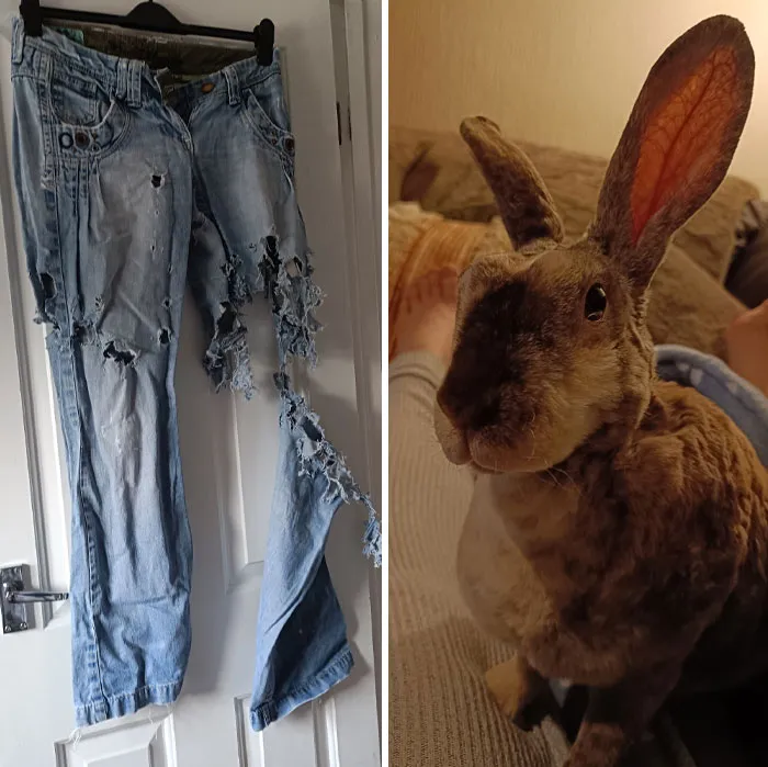 New Ripped Designer Jeans By My Upcoming Dedicated Designer Rabbit Named Willow