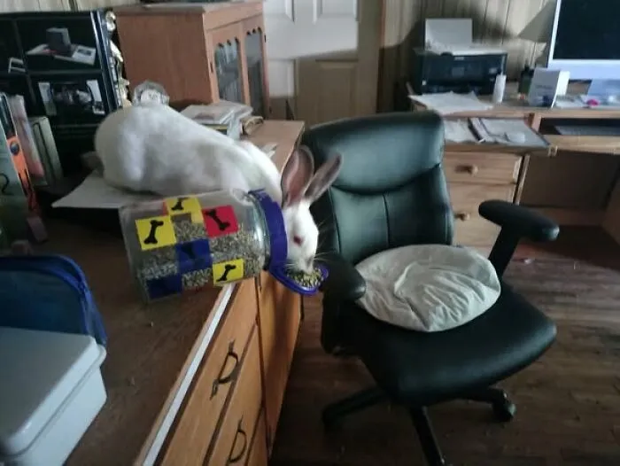 I Thought That By Moving The Chair, I Was Preventing Her From Climbing Up On The Computer Desk. Little Did I Realize, I Was Giving Her A Direct Route To The Pellet Jar