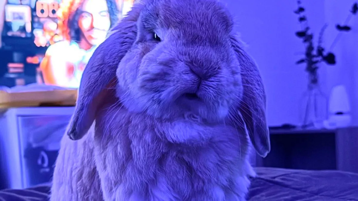 50 Times Bunnies Acted Like Such Jerks, Their Owners Had To Expose Them Online (New Pics)