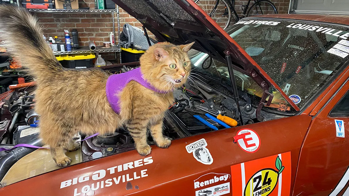 50 Confident Cats Who Accidentally Became Mechanics And Looked Way Too Proud Of It