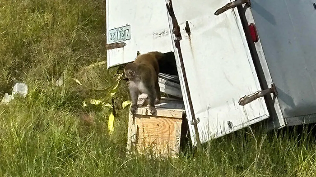 People Can't Decide If They Support Mom Who Unalived Research Monkey Who Invaded Her Backyard