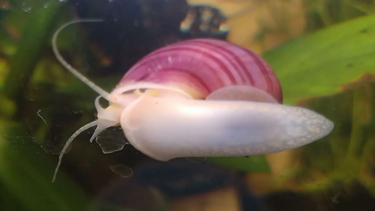 Mystery Snail Is Every Aquarist’s Funniest Clean-Up Crew