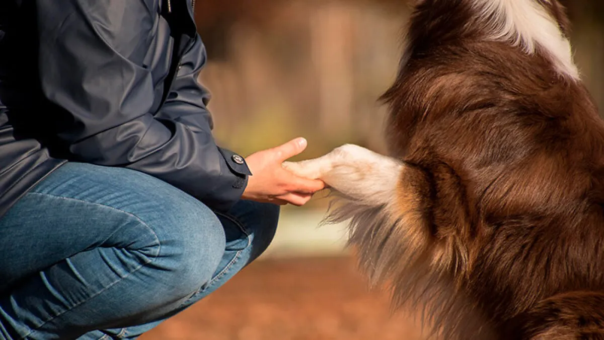 “Pawtism”: Dogs Can Show Neurodivergent Traits According To New Research
