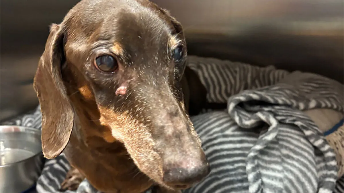Staff Stunned At Microchip Info On 16-Year-Old Dog Left At Shelter