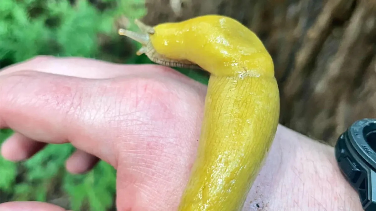 Meet The Slowest Animal In The World And Its Sluggish Friends