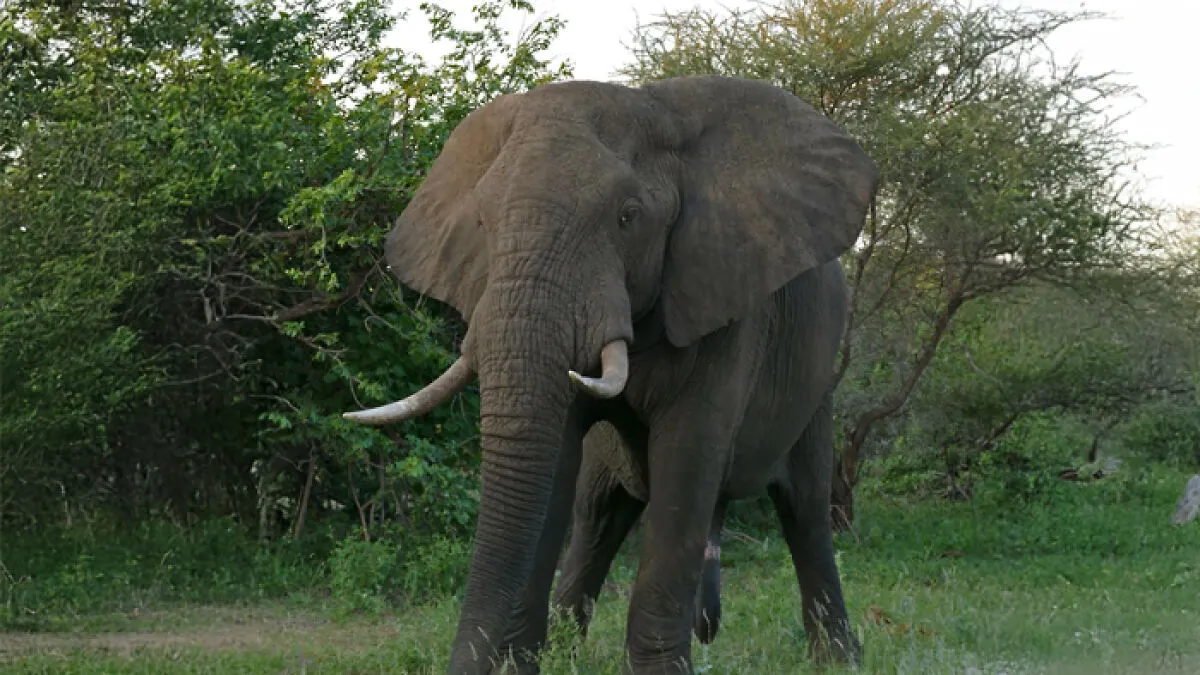 12 Fierce Contenders For "The Strongest Animal In The World" Title