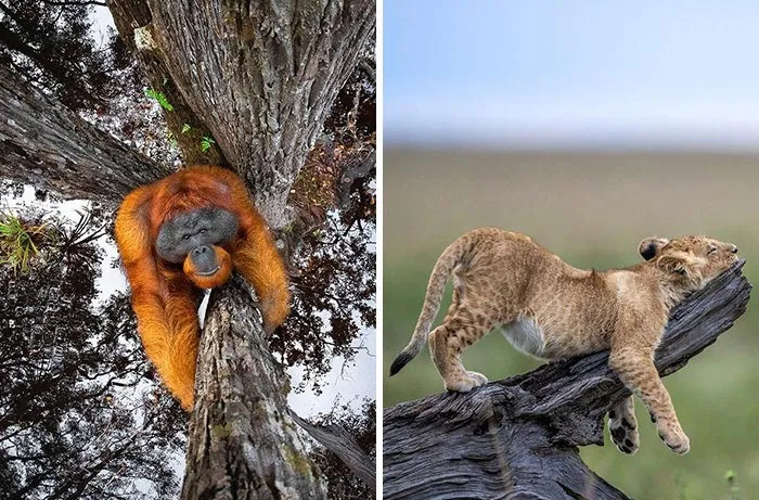 50 Stunning Animal Photos That Might Brighten Your Day