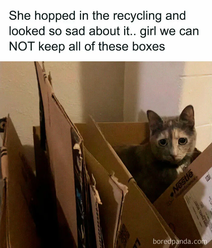 If You Can’t Think Of A Better Way To Spend Your Day Than Looking At Cat Memes, These 50 Pics Are For You