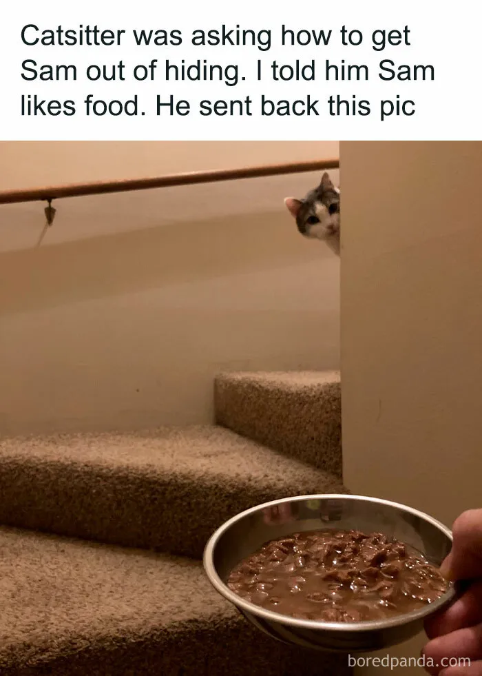 If You Can’t Think Of A Better Way To Spend Your Day Than Looking At Cat Memes, These 50 Pics Are For You