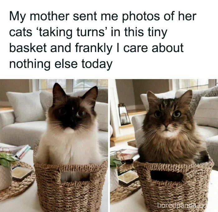 If You Can’t Think Of A Better Way To Spend Your Day Than Looking At Cat Memes, These 50 Pics Are For You