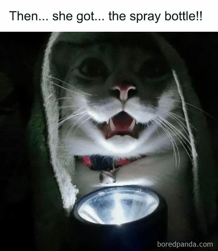 If You Can’t Think Of A Better Way To Spend Your Day Than Looking At Cat Memes, These 50 Pics Are For You