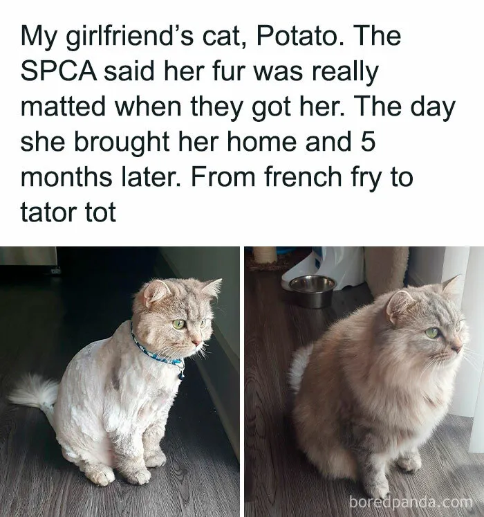 If You Can’t Think Of A Better Way To Spend Your Day Than Looking At Cat Memes, These 50 Pics Are For You