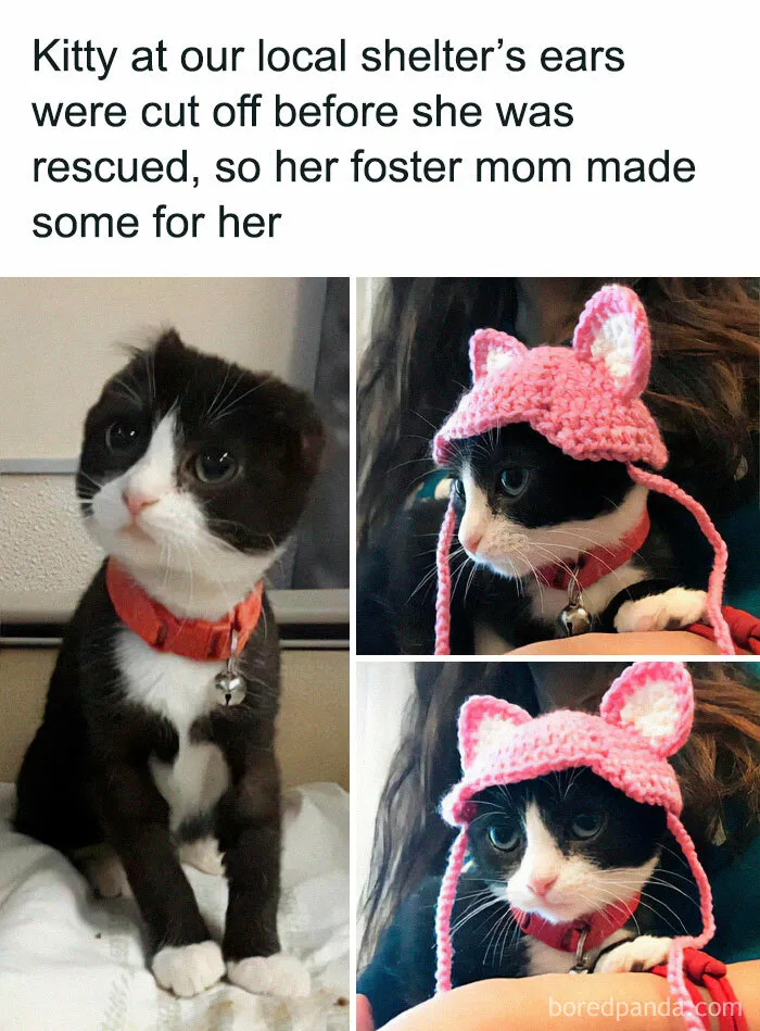 If You Can’t Think Of A Better Way To Spend Your Day Than Looking At Cat Memes, These 50 Pics Are For You