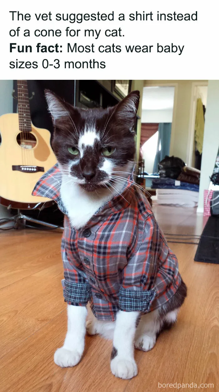 If You Can’t Think Of A Better Way To Spend Your Day Than Looking At Cat Memes, These 50 Pics Are For You