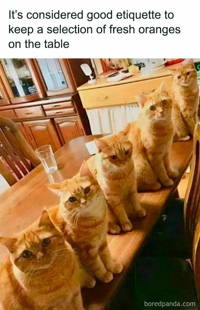 If You Can’t Think Of A Better Way To Spend Your Day Than Looking At Cat Memes, These 50 Pics Are For You