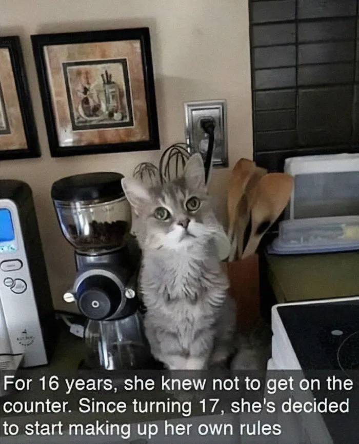 If You Can’t Think Of A Better Way To Spend Your Day Than Looking At Cat Memes, These 50 Pics Are For You