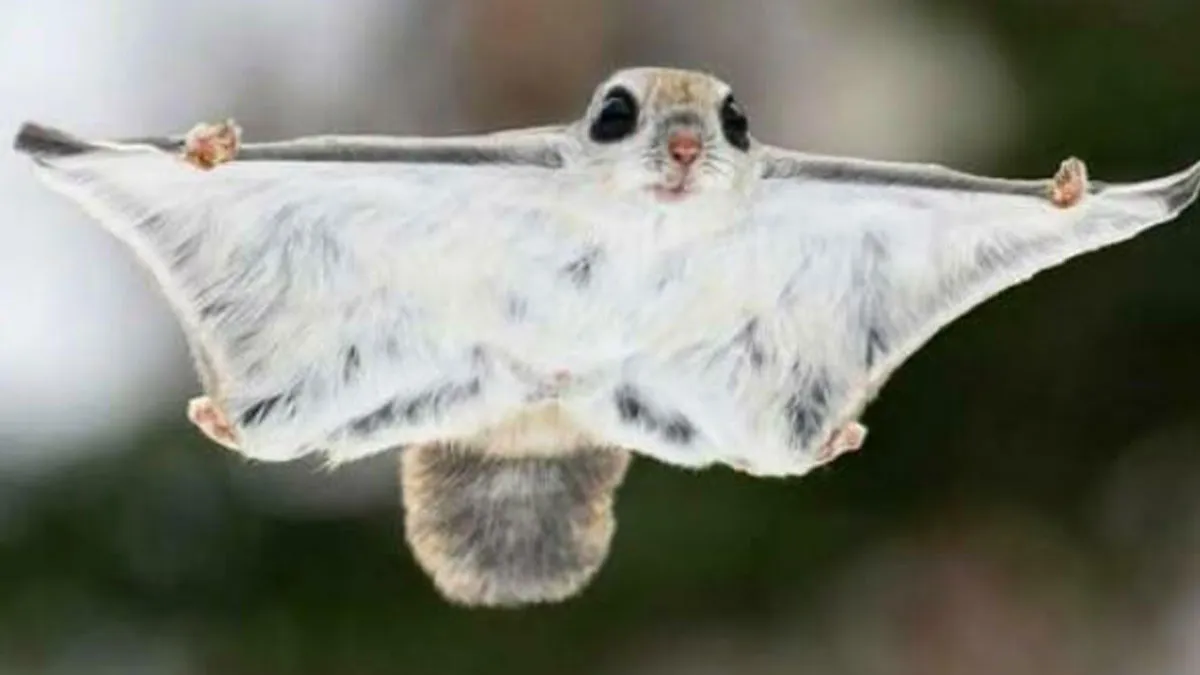 50 Awesome Facts About Animals You Probably Didn’t Know, As Shared On “Awwducational” (New Pics)