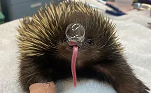 50 Awesome Facts About Animals You Probably Didn’t Know, As Shared On “Awwducational” (New Pics)