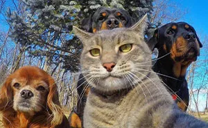 Estas 18 “selfies” graciosas y adorables de animales son tan buenas que podrían ser tapas de álbumes