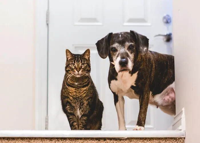 47 Pet Owners Share The Biggest Beef Their Animals Have Going On Right Now
