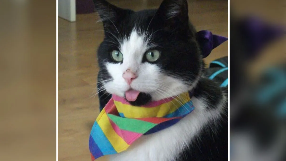 50 Too-Cute Pics Of Animals Blepping, Loafing, And Just Being Delightfully Derpy