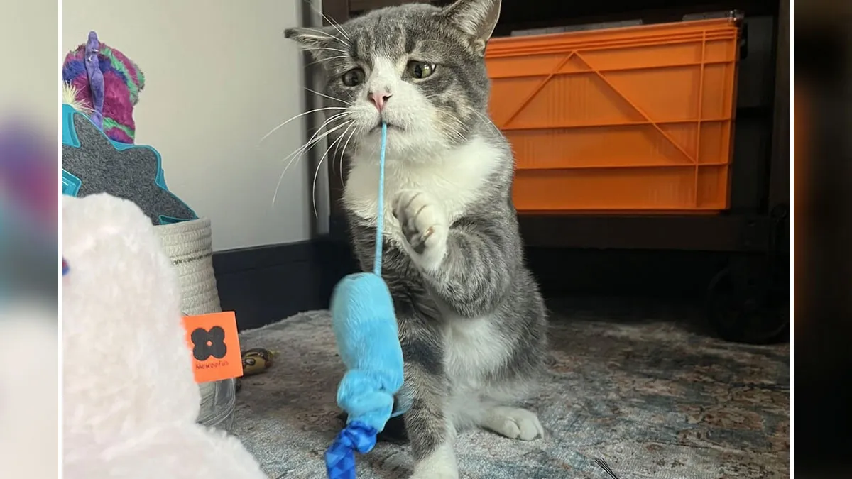 "Ready To Foster Fail": 46 Adorable Foster Animals That Are Impossible To Resist