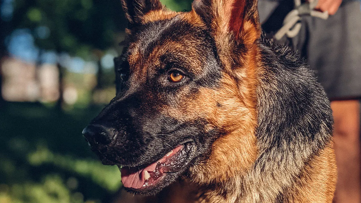 Woman Files A Complaint About Disney Security Shaming Her For Bringing Her Service Dog, They Respond