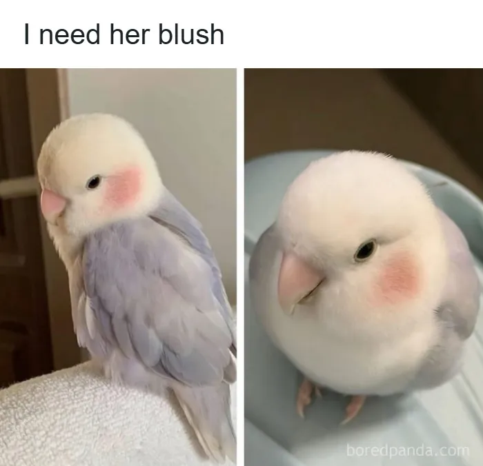 50 Memes About Beauty And Fashion To Get You Ready In The Morning