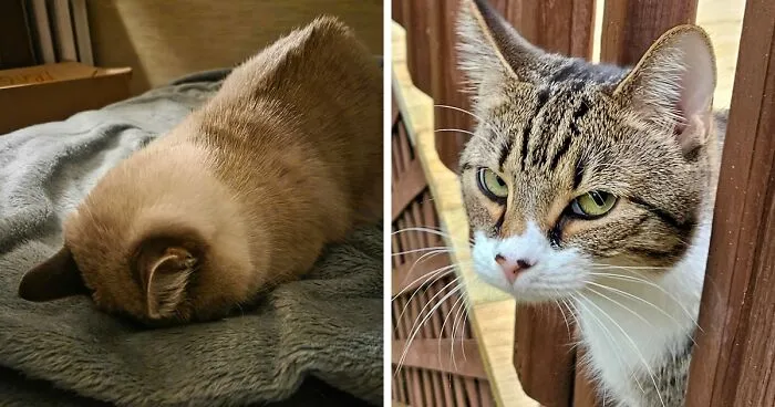 Hey Pandas, Show Us Photos Of Pets Who Look Completely Done With 2025
