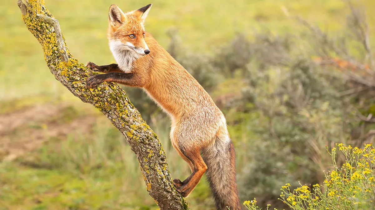Foxes Are Way More Incredible Than You Think—Here Are 31 Proofs