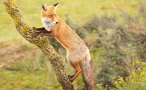 Foxes Are Way More Incredible Than You Think—Here Are 31 Proofs