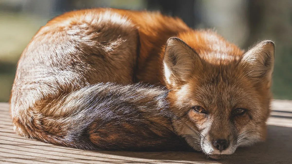 26 Gorgeous Rescued Foxes Through The Lens Of Greg Murray