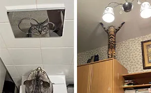 45 Times Animals Were Both Wholesome And Ridiculously Funny, Shared In This Facebook Group (New Pics)