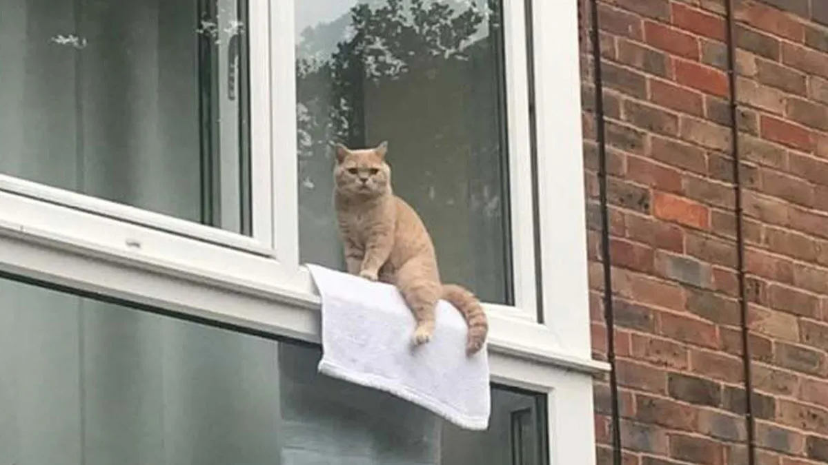 50 Times People Spotted Kitties Sitting At The Window And Just Had To Take A Pic (New Pics)