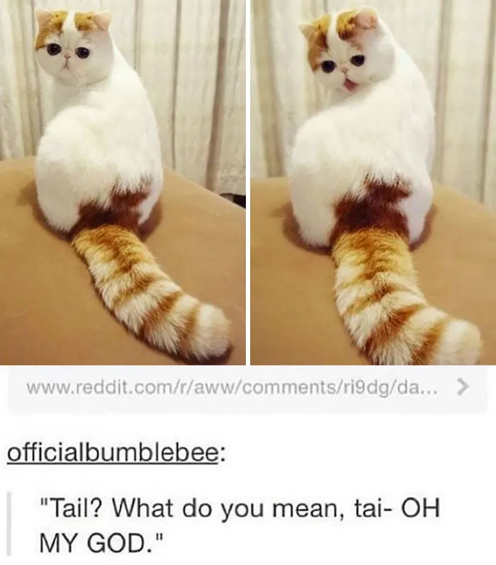 9 Memes That Make Me Smile