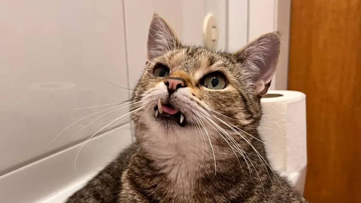 49 Incredibly Cute Photos Of Cats Doing Their Cat Things In The Most Amusing Way