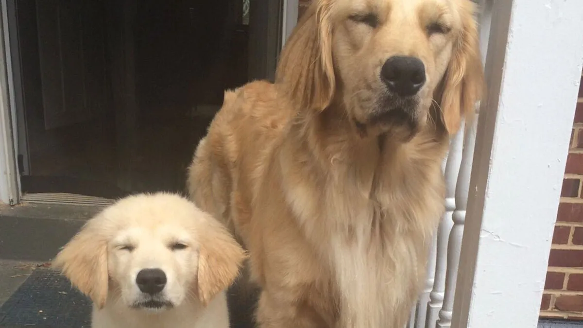 15 memes de perros tan adorables que les robarán una sonrisa