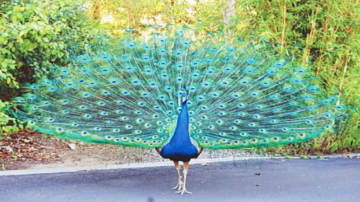 20 Memes de animales tan divertidos como alegres para animarte un poco