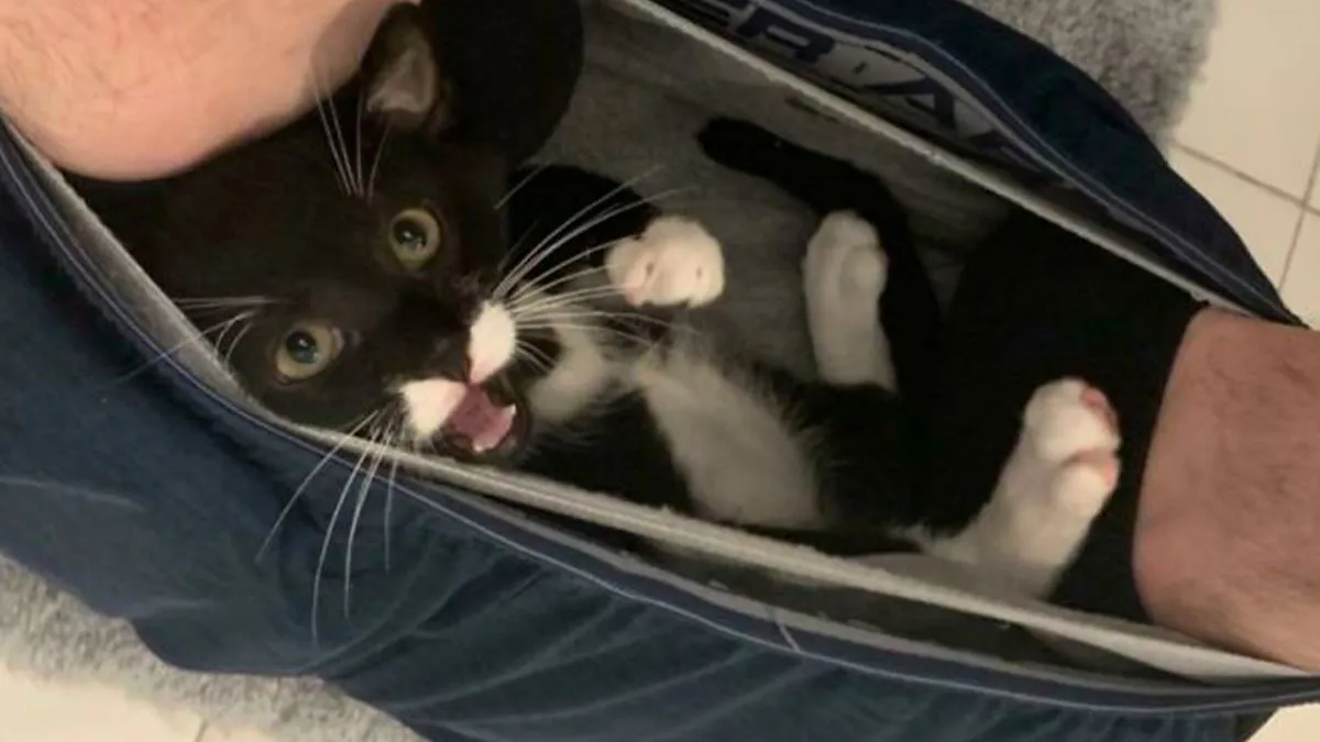 50 Hilarious Pets Who Refuse To Give Their Humans A Break (New Pics)