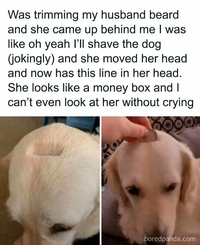 Funny-Posts-Laughgorithm