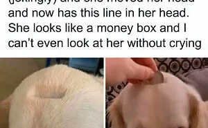 If You Need A Laugh Today, ‘Laughgorithm’ Has Found You The Perfect 70 Memes