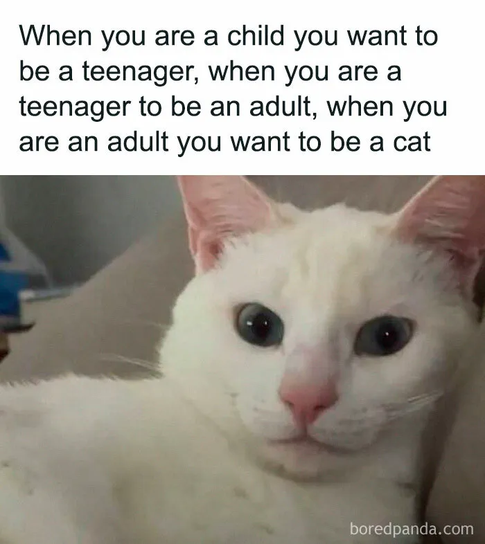 If You Need A Laugh Today, ‘Laughgorithm’ Has Found You The Perfect 70 Memes