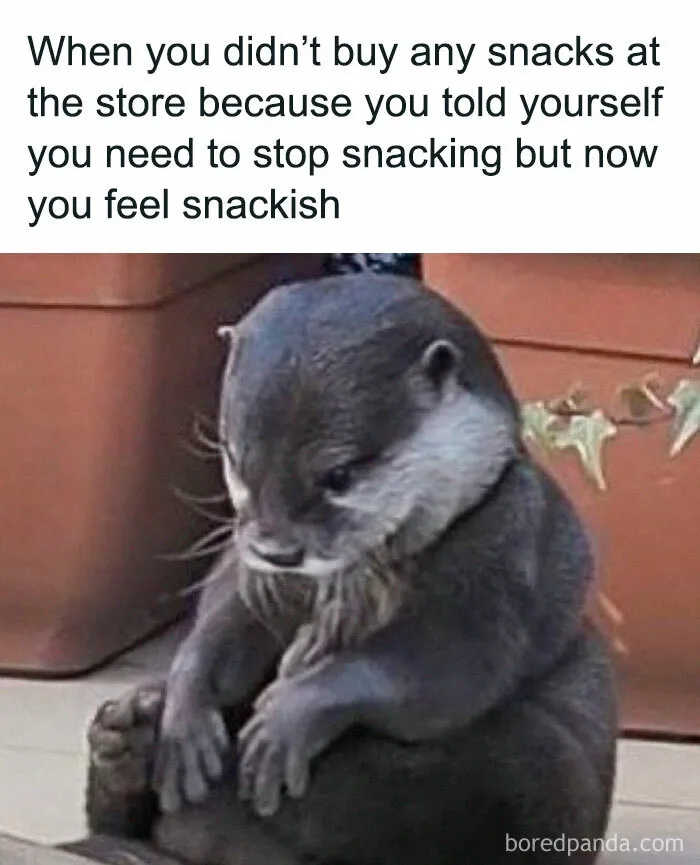 If You Need A Laugh Today, ‘Laughgorithm’ Has Found You The Perfect 70 Memes