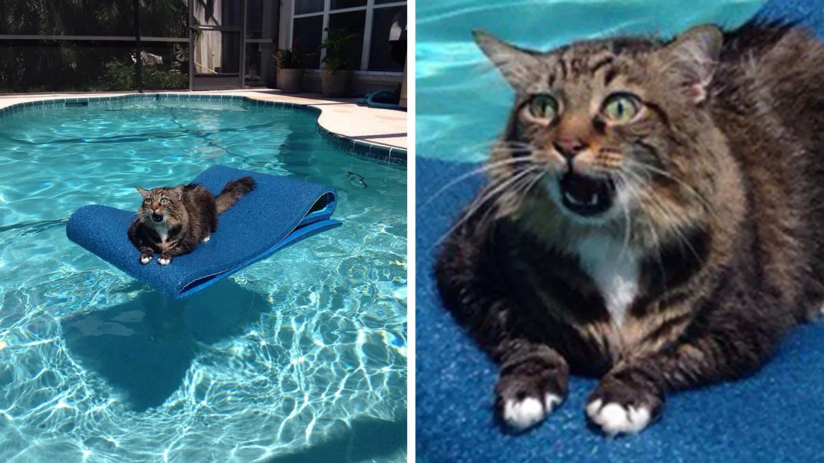 We’ve Gathered Pics Of Animals Getting Themselves Stuck: Here Are The 50 Funniest Ones (New Pics)