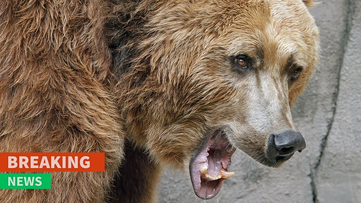 Grizzly Bear Attacks Class Of Kids, Who Are Left Desperately Fighting For Their Lives