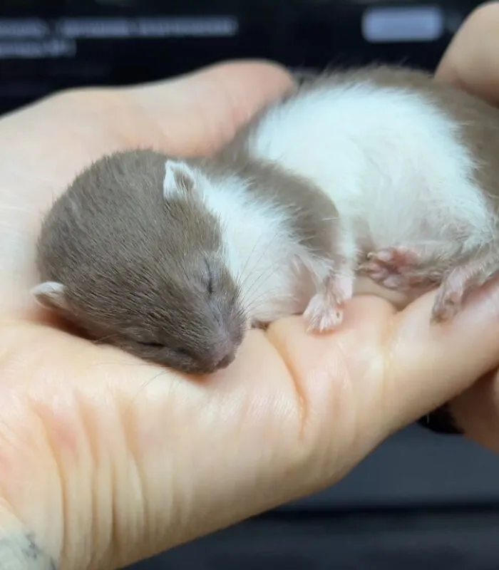 Just A Baby Stoat