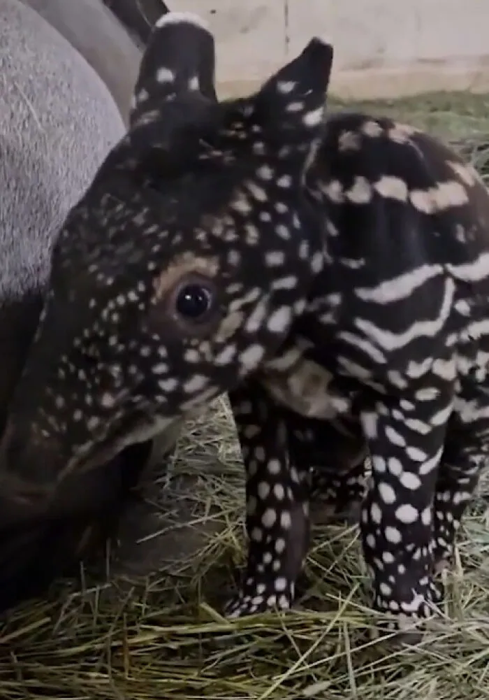 Un tapir malayo recién nacido en el zoológico Point Defiance, el segundo en 120 años de historia